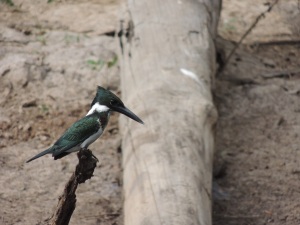 A Kingfisher.